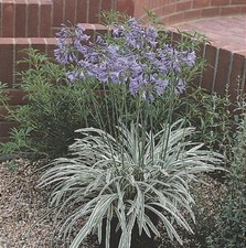 Agapanthus Silver Moon plant in 2L pot or bareroot variegated foliage decudious.