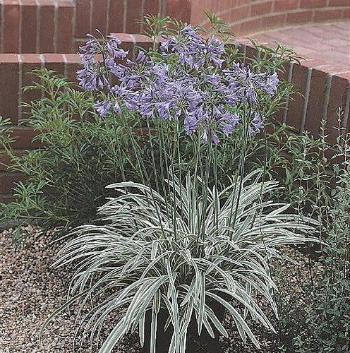 Agapanthus silver moon - agapanthus,