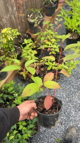 Cornus alba red dogwood - cornus,