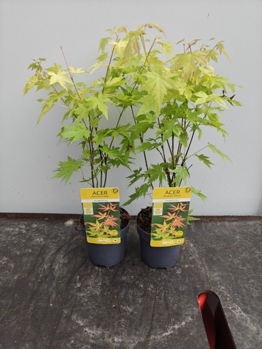 Acer palmatum orange - 2x, 'orange