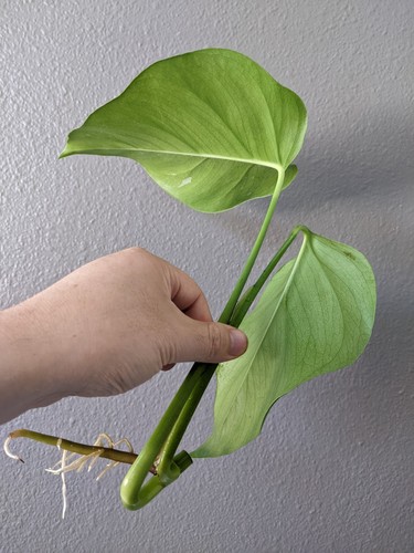 Monstera albo deliciosa - albo,