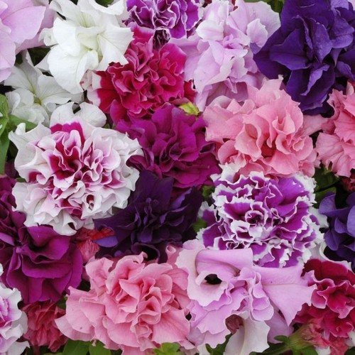 Petunia x12 double - x12, pirouette'