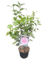 Camellia Japonica Bonomiana