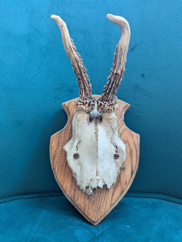 Vintage roe deer - vintage,