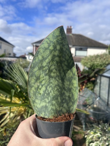 Whale fin snake plant - whale,