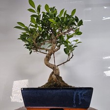 Ficus Microcarpa (Banyan Fig) Indoor Bonsai Tree | Shaped | In 30cm Pot