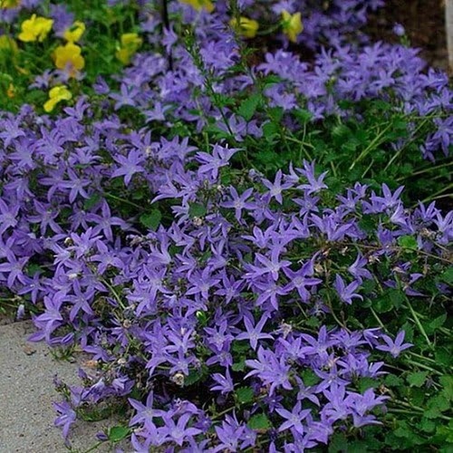 Campanula poscharskyana blue - poscharskyana,