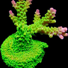 M.O.C. RAINBOW LOOM ACROPORA FRAG/SPS/ FRAG/CORAL/MARINE