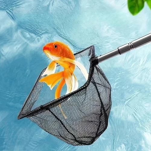 Pond net catch fish debris - catch, &