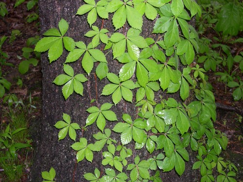 Live virginia creeper cuttings - live,