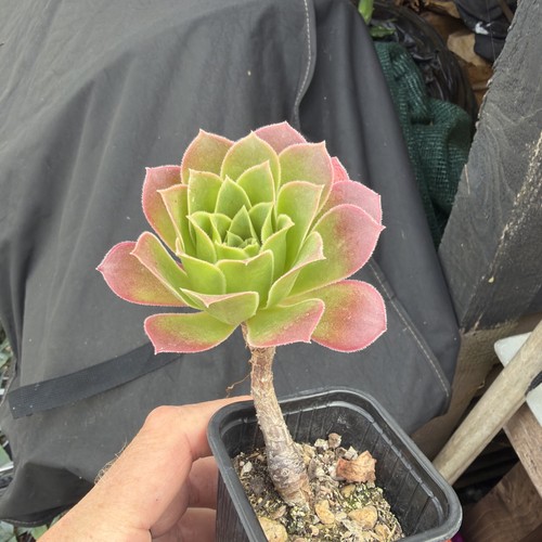 Aeonium simsii black - , width