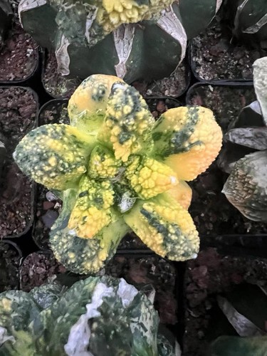 1pc variegated ariocarpus - 1pc,