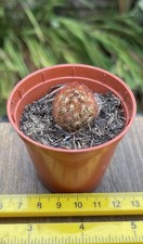 Ladyfinger cactus (Mammillaria elongata) in a 5.5cm plastic pot