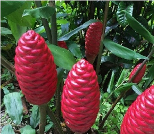 Red ginger zingiber - ,