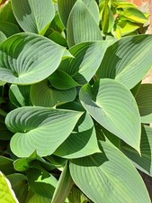 3x Hosta tardiana 'Halcyon'