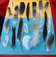 21x NATURAL FEATHERS  FREE FALLEN CROW SEAGULL  SWAN PIGEON Toys 4 Cats UK