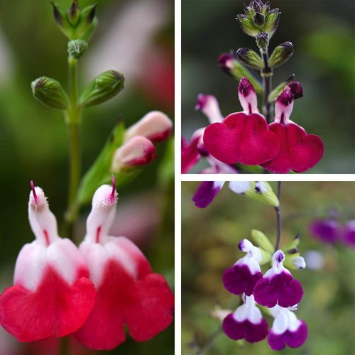 Salvia plants lips - plants, plugs