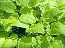 Hosta Sea Dream    (Pot Grown Sent Out Ex Pots)