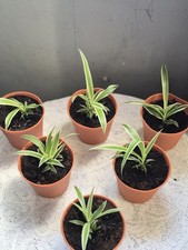 Spider Plants x3  - Well