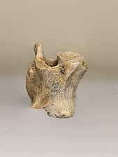 Stunning Hell Creek Vertebra