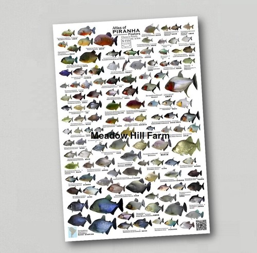 Fridge magnet tropical - fridge,