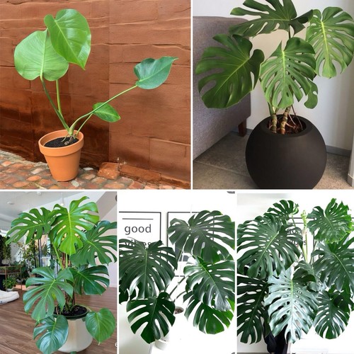 Gorgeous/Big/Monstera