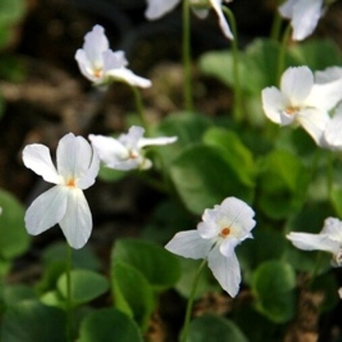 White sweet violet viola - white,