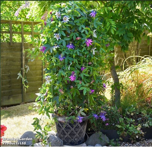 Garden gear black pewter - garden,