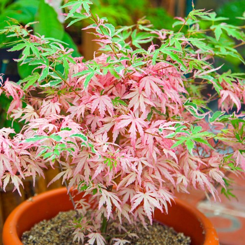 Acer iyoshi deciduous - acer,
