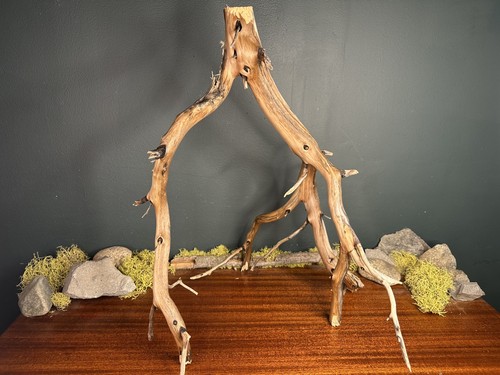 Large manzanita - large, 21”