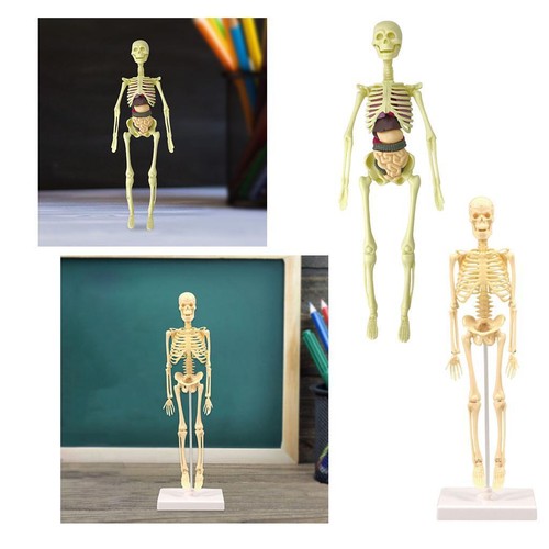 Human skeleton model - human,