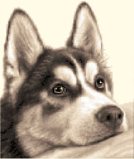 SIBERIAN HUSKY dog - Counted