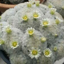 10 x Mammillaria Plumosa Cactus Seeds - Cute Cactus- Rarely Offered