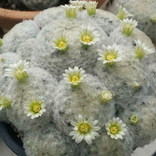 Mammillaria plumosa - x,