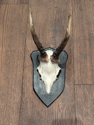 Mounted taxidermy roe - taxidermy,