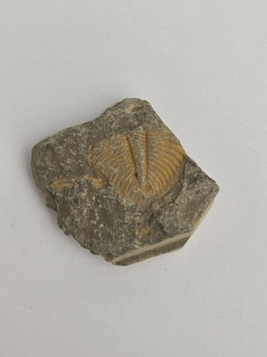 Trilobite fossil matrix - trilobite,