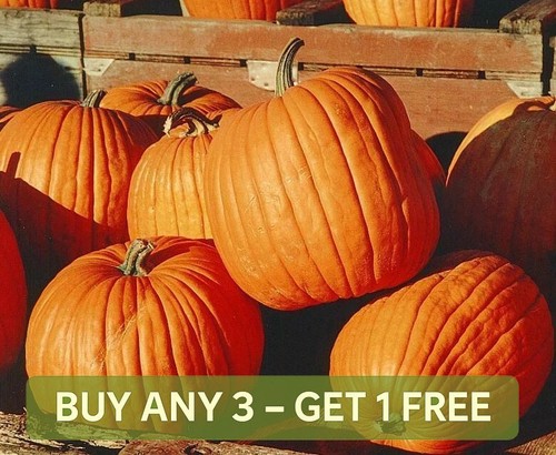 Vegetable pumpkin seeds - pumpkin, jack