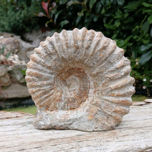 Large fossil ammonite - fossil,