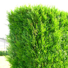 100 X THUJA PLICATA