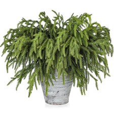 30 Pcs Pine Branches - 18 Inch Artificial Green Pine Stem - Real Touch Christ...