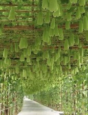 🍐Bangladeshi New Hazari