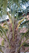 TRACHYCARPUS FORTUNEI X
