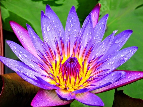 Purple paradise water lilys - 1,