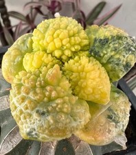 5.2cm Rare Ariocarpus Fis Hybird 'Godzilla' WYSIWYG G rafted