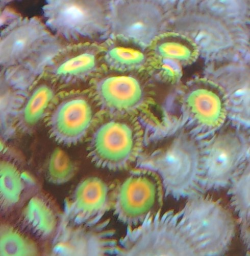 Wysiwyg zoa zoas - zoas, marine