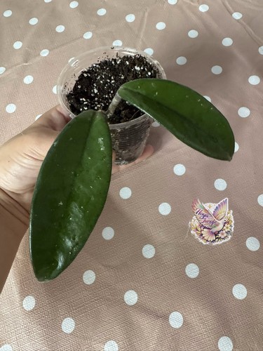 Hoya carnosa potted rooted - carnosa,