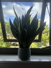 Large Poted Snake Plant Indoor House Plants Indoor House Plants Indoors Plants