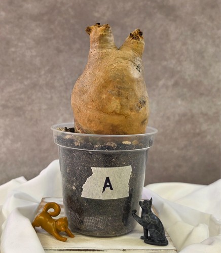 Chunky cyphostemma uter - chunky!!!,