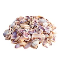 Natural Beach Shells Seashells