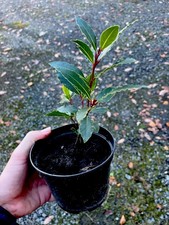 Bare Root Young Bay Tree